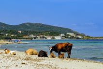 Korzika plaža krave