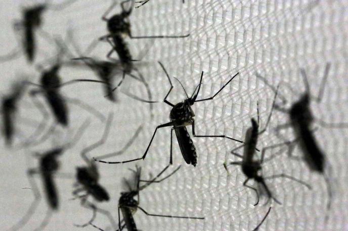 Komarji, Aedes aegypti | Ministrstvo za zdravje je prebivalce medtem pozvalo, naj okrepijo zaščito pred komarji. | Foto Reuters