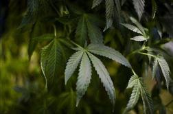 V zaporu odkrili nasad marihuane