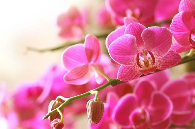 orhideja | Foto: Getty Images