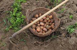 Dolenjskemu kmetu ponoči z njive ukradli 150 kilogramov krompirja