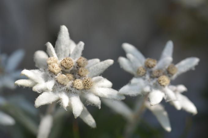 planika | Foto: Thinkstock