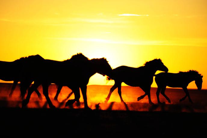 Čreda konj | Konji so bili gonilo prve svojevrstne globalizacije v zgodovini človeštva, ki se je odvijala pred približno od štiri do tri tisoč leti. Izjemno pomembno vlogo so imeli tudi pri spremembah načina vojskovanja, zlasti v povezavi z iznajdbo bojne konjske vprege.  | Foto Guliverimage