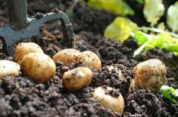 Znanstveniki odkrili krivca krompirjeve lakote na Irskem