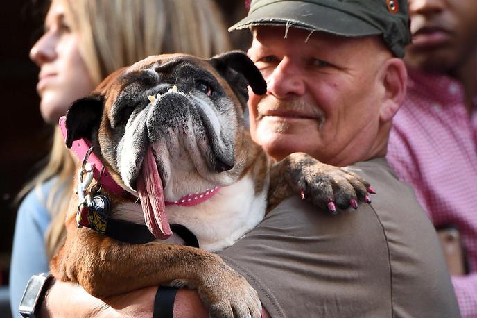 Zsa Zsa, najgrši pes | Foto Getty Images