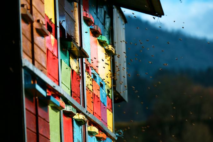"Slovenski čebelarji s pomočjo dobre čebelarske prakse pridelujemo različne vrste medu, naš med je večinoma polnjen v poseben kozarec za med slovenskih čebelarjev, imamo tri evropske zaščitene vrste medu, in sicer slovenski med z zaščiteno geografsko označbo, kraški med in kočevski gozdni med. Poleg tega imamo tudi certificiran ekološki med slovenskih čebelarjev," so v sporočilu za javnost zapisali pri Čebelarski zvezi Slovenije. | Foto: Shutterstock