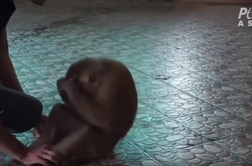 Grozljiva dresura opic za zabavo turistov #video