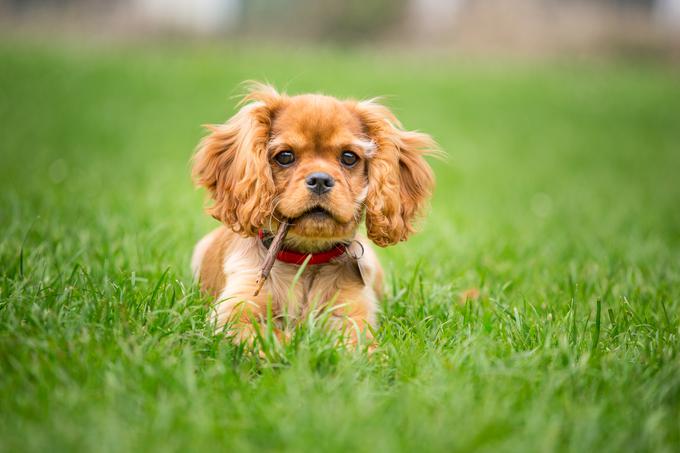 Kavalir kralja Karla, pes, kuža, kužek, psiček, mladič | Foto: Shutterstock