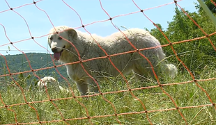 Obramba pred zvermi: kmetje s psi čuvaji opažajo manj pokolov #video