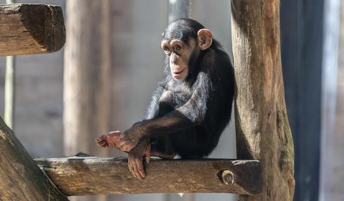 Šimpanzji mladič Tai | Foto: ZOO Ljubljana