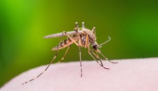 Učinkovita zaščita proti komarjem