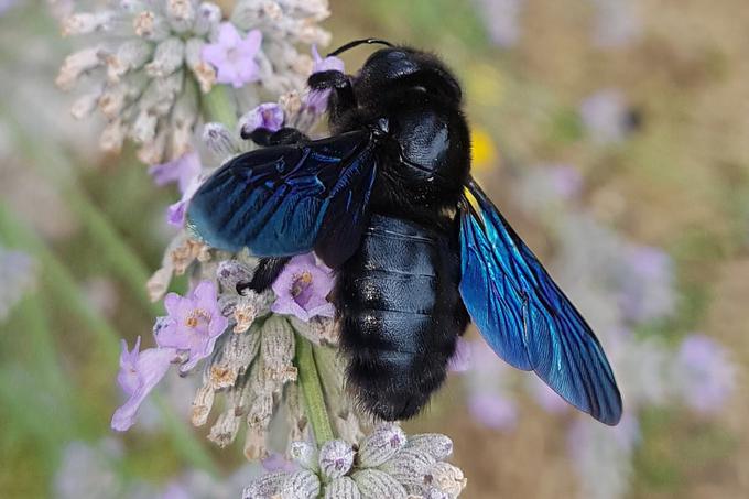 Lesne čebele, ki jih lahko opazimo tudi v Sloveniji, imajo lahko modra ali rjava prosojna krila. Prekrite so ali s črnimi ali pa z rumenkastimi dlačicami, zaradi česar jih marsikdo pogosto zamenja tudi za sršene, kar se je zgodilo naši bralki, ali čmrlje, a imajo lesne čebele za razliko od drugih bolj gladke zadke. | Foto: Pixabay