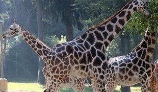 V Živalskem vrtu Ljubljana poginil žirafec Maks