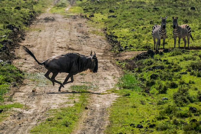 Reli Safari Kenija | Foto: M-Sport Ford