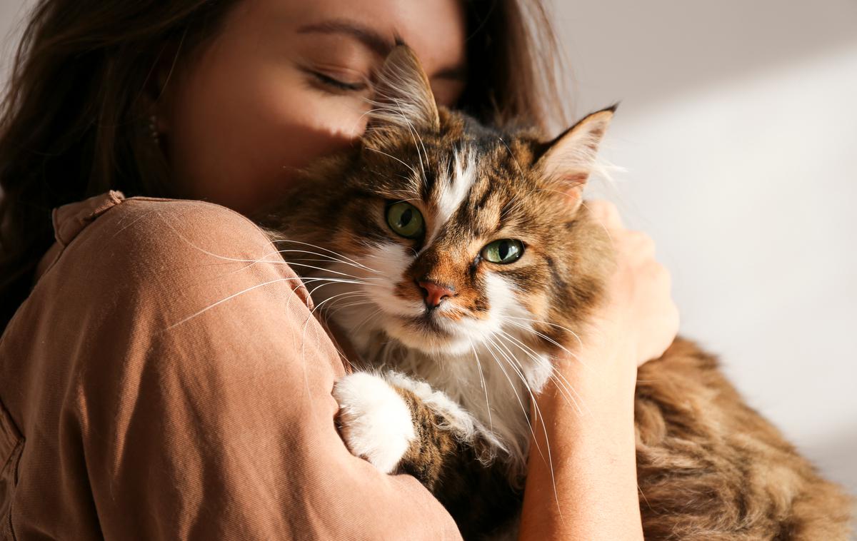 Mačka, mačke | Foto Shutterstock