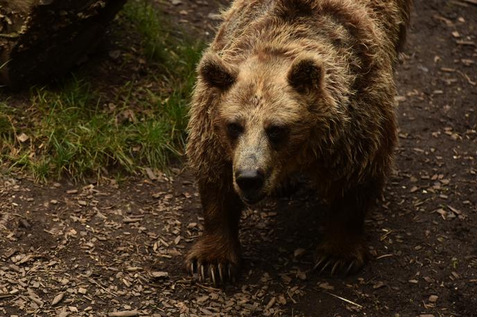 rjavi medved | Odstrel živali je glede na odločitev sodišča v Rimu mogoče le, ko ni druge rešitve, se je pa strinjalo, da mora medvedka JJ4 ostati v ujetništvu. | Foto STA
