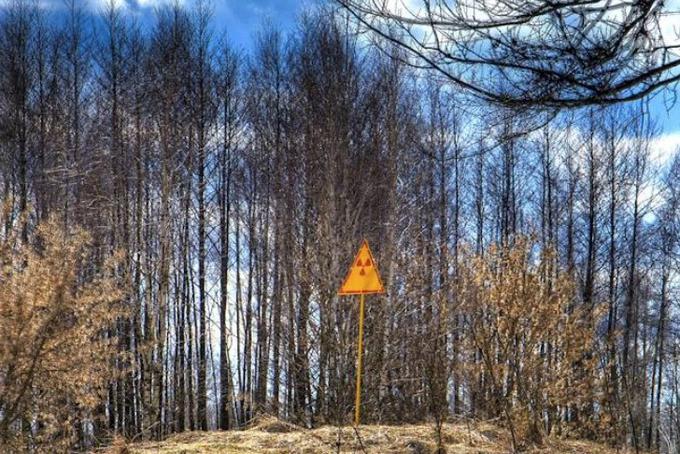 Uničevalno moč atoma je po nesreči v Černobilu izkusila tudi narava. Več kot štirje kvadratni kilometri borovega gozda v bližini mesta Pripjat so se v tednih po nesreči obarvali rdeče in odmrli. Tako imenovani Rdeči gozd je še danes eno najbolj radioaktivno onesnaženih območij na svetu. | Foto: Thomas Hilmes/Wikimedia Commons