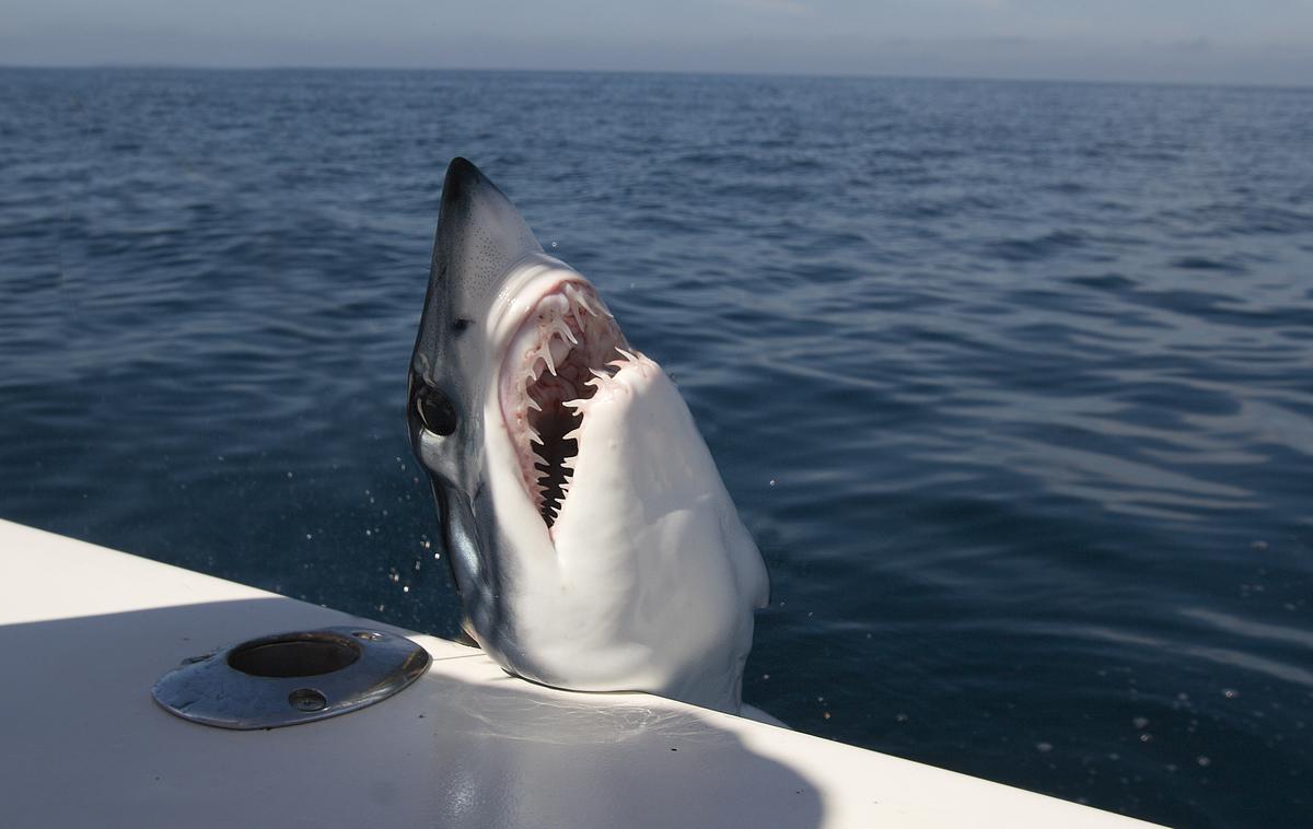 morski pes | Na jadransko obalo je najverjetneje priplaval morski pes mako.  | Foto Getty Images