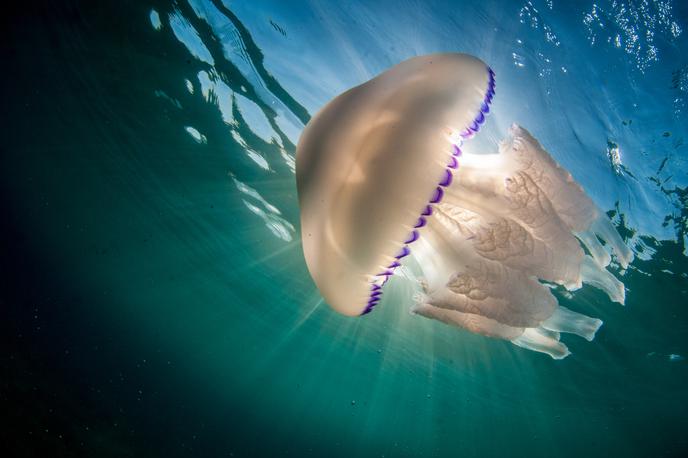 meduza | Njihovo sluz bi uporabili kot zadnjo fazo čiščenja vode. V projektu bodo preverili, na kakšne načine lahko uporabijo različne vrste meduz. | Foto Thinkstock