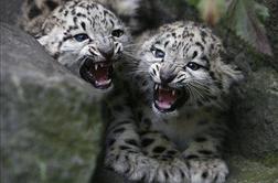Baselski živalski vrt ponosen lastnik leopardjih trojčkov