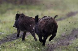 Na hrvaškem otoku imajo težave z divjimi svinjami