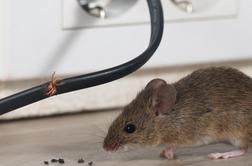 V Sloveniji zaznali porast mišje mrzlice