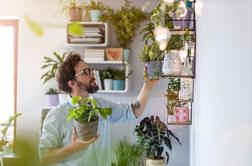 Kako lahko sobne rastline izboljšajo duševno zdravje?