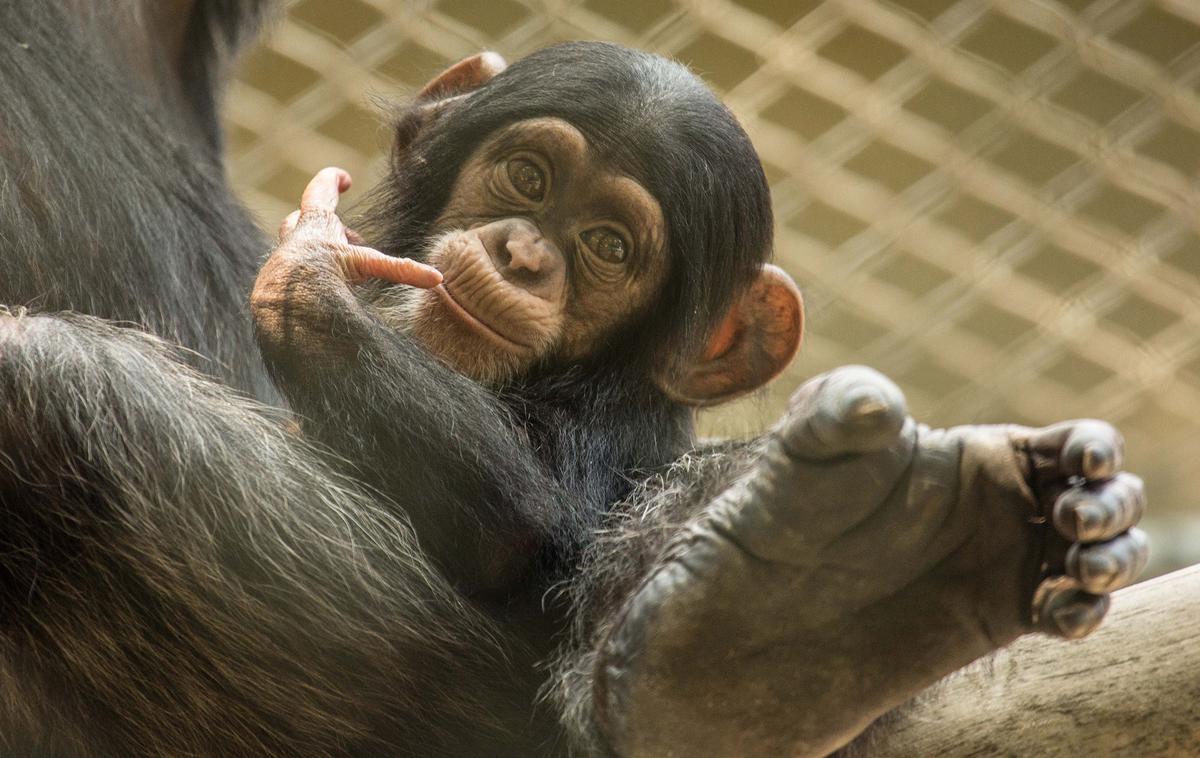 šimpanz | Foto ZOO Ljubljana