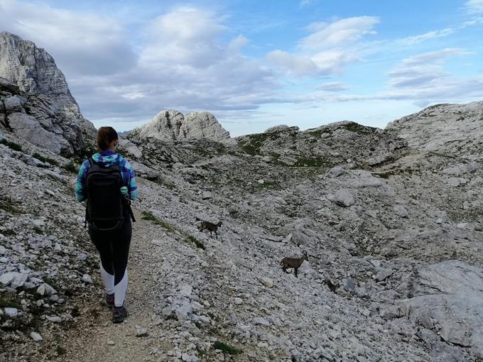 Najlažja pot do Pogačnikovega doma je iz Zadnjice v dolini Trenta, veliko planincev pa se povzpne tudi iz doline Vrata ali z Vršiča. | Foto: Metka Žumer