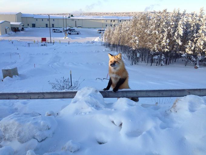Lisica na obisku. | Foto: Osebni arhiv