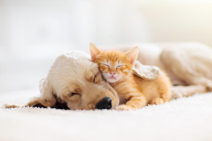 Vez med ljudmi in hišnimi ljubljenčki je pomembna, zato svoj prosti čas namesto hišnim opravilom  posvetite svojemu kužku ali mački. | Foto: Getty Images
