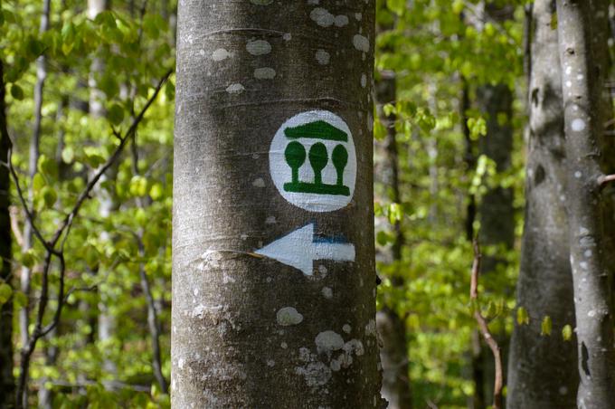 pragozd Krokar | Foto: Zavod za gozdove Slovenije