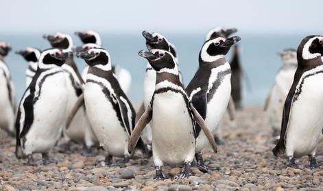 Na urugvajsko obalo naplavilo okoli dva tisoč mrtvih pingvinov