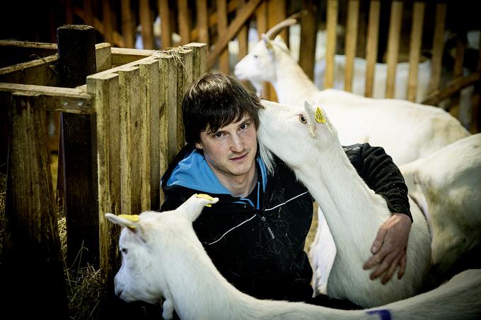Njihov hlev ima krasno leseno ograjo in izpust, da lahko koze prosto hodijo ven na zrak. | Foto: Ana Kovač