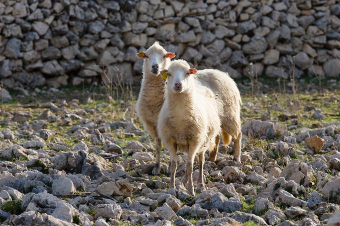 Paške ovce so res posebne, saj se pasejo na travi, ki je pokrita s soljo. | Foto: Thinkstock