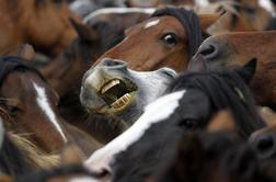 V Belgiji zaplenili skoraj 17 ton oporečnega konjskega mesa