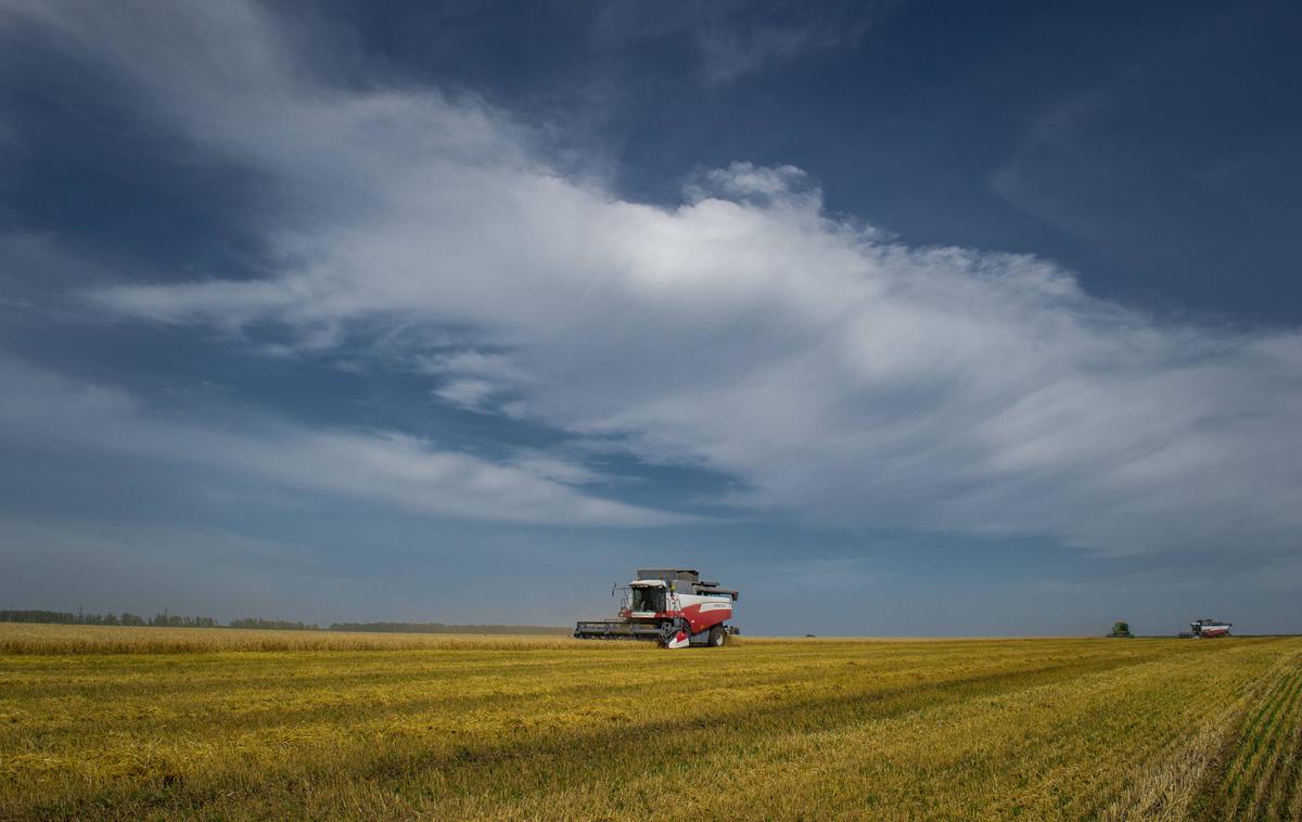 Žetev pšenice v Rusiji | Naraščanje števila prebivalstva bo zahtevalo tudi povečanje pridelave hrane. Po nekaterih izračunih bo treba pridelavo hrane do leta 2050 povečati za 70 odstotkov. | Foto Guliverimage