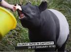 tapir, Kingut