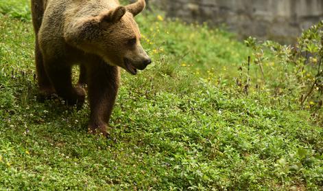 Lovci dobili dovoljenje za odstrel 230 medvedov