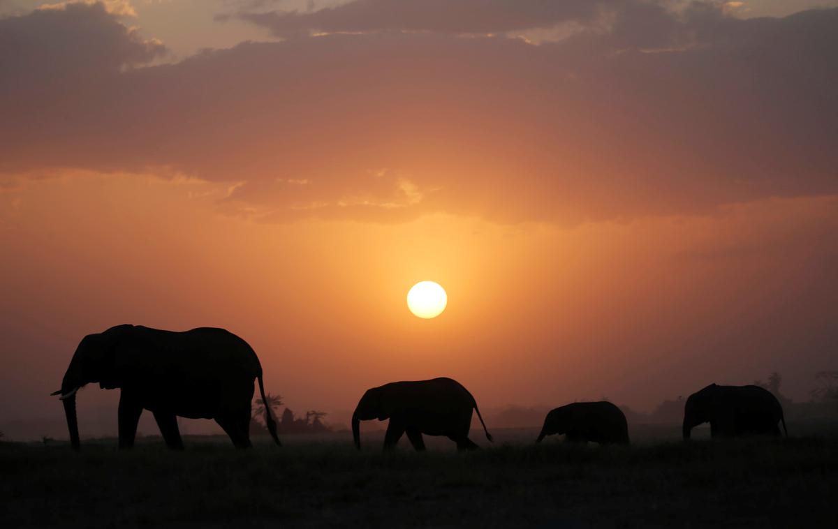 sloni | Po podatkih kenijske službe za divje živali v tej državi trenutno živi več kot 36 tisoč slonov, saj so prizadevanja za zajezitev divjega lova bila uspešna.
