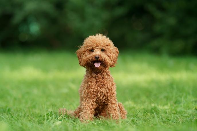 Pudelj | Kodri so več kot le elegantna pasma. S svojo igrivostjo, ljubečim značajem in pestro zgodovino so očarali pasjeljubce po vsem svetu in že dolgo veljajo za eno najbolj priljubljenih pasem ali kot družinski ljubljenčki ali pa kot čudoviti razstavni psi. | Foto Shutterstock