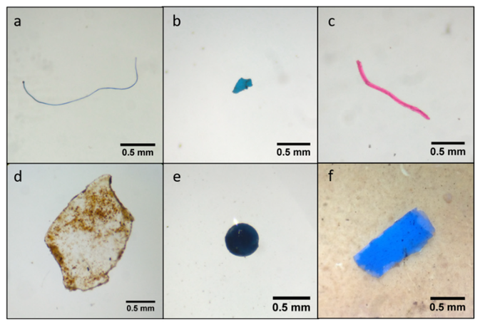 Najdbe mikroplastike v ribah rdečeokah iz reke Mure niso bile osamljene. Prevladovala so vlakna, a tudi fragmenti niso bili redki (fotografija je simbolična). | Foto: 