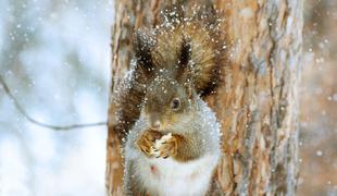Pet načinov, kako lahko živalim pomagate preživeti zimo