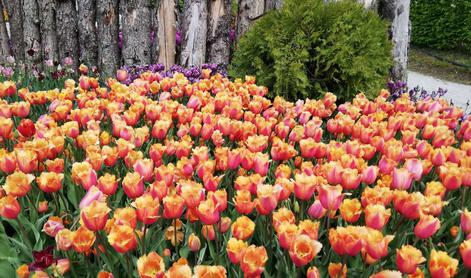 Razstava cvetja in tulipanov v Arboretumu Volčji Potok letos nekoliko drugačna