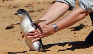 Na Novi Zelandiji odkrili fosil pingvina