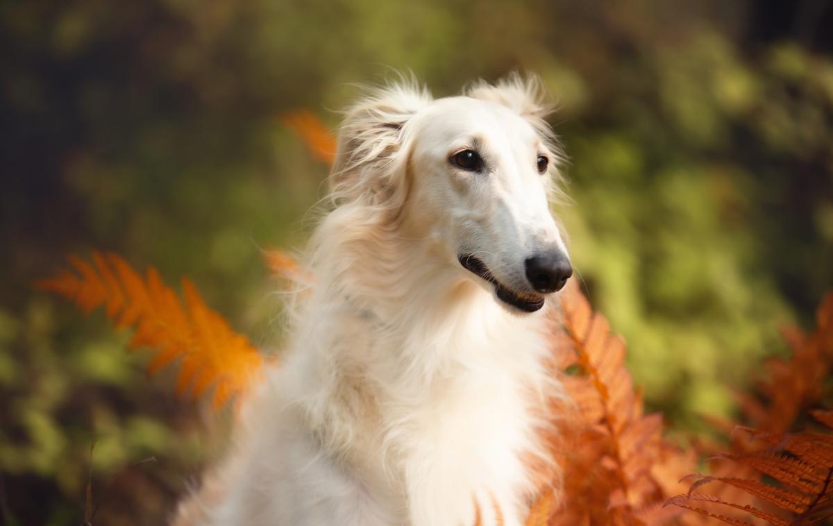 borzoj, pes | Kljub aristokratskim koreninam so izredno prilagodljivi na različne življenjske razmere. | Foto Shutterstock