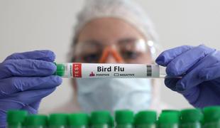 Deklica umrla zaradi ptičje gripe. WHO: Širjenje na sesalce zahteva pozornost.