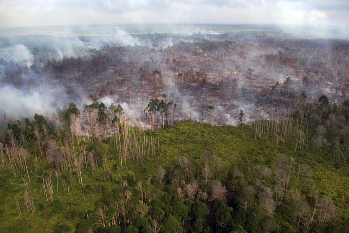 V Indoneziji velik problem predstavlja požig gozdov in uničevanje tamkajšnjega ekosistema. | Foto: Reuters