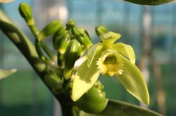 Vanilija - najbolj priljubljena orhideja