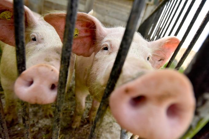 V Sloveniji samooskrba s prašičjim mesom znaša med 30 in 40 odstotki, zato je veliko svinjskega mesa uvoženega. | Foto: STA ,
